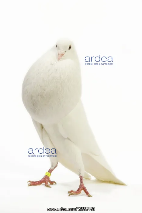 : Fancy Pigeon breed - Norwich Cropper white - in studio : Fancy Pigeon breed - Norwich Cropper white - in studio
