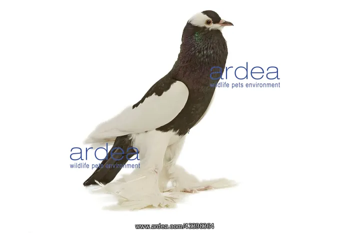 : Fancy Pigeon breed - Reversewing Pouter - black : Fancy Pigeon breed - Reversewing Pouter - black