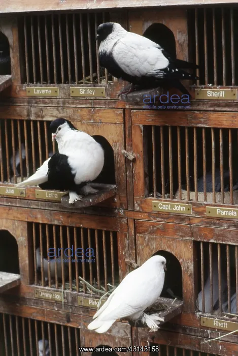 : Fancy Pigeons : Fancy Pigeons
