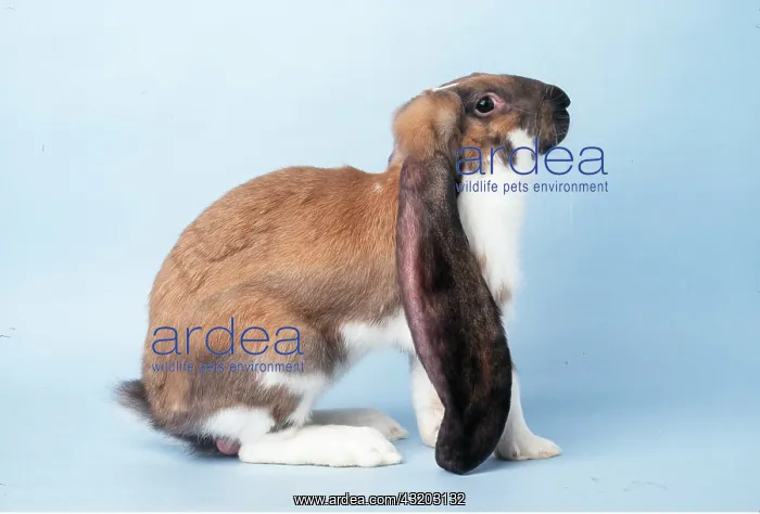 : Fancy RABBIT - English lop : Fancy RABBIT - English lop