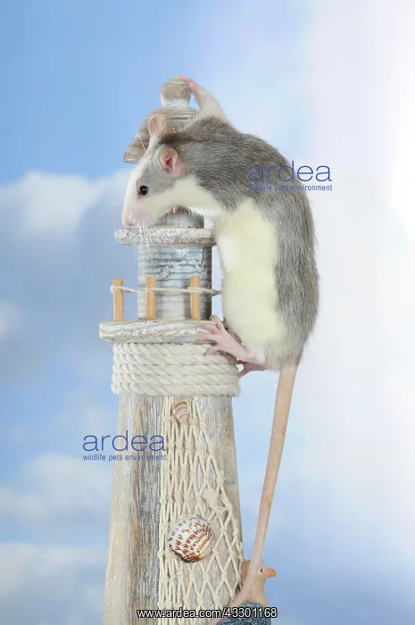 : Fancy Rat, husky coloured, climbing a mini lighthouse : Fancy Rat, husky coloured, climbing a mini lighthouse
