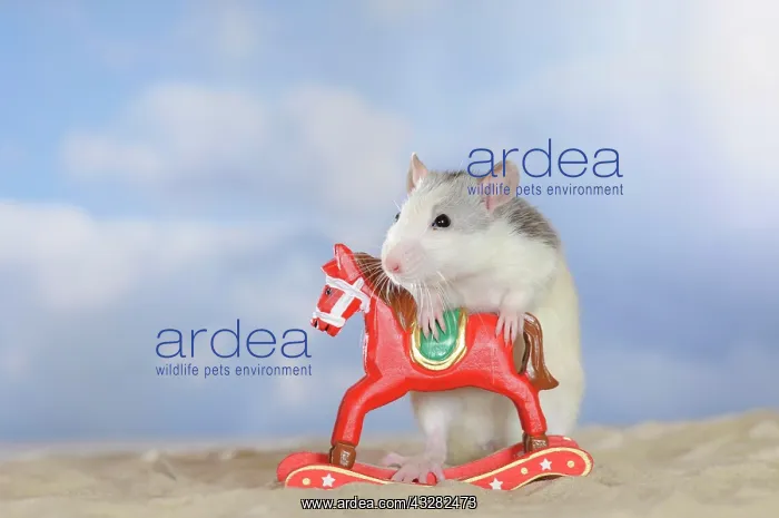 : Fancy Rat, husky coloured, holding onto a red mini : Fancy Rat, husky coloured, holding onto a red mini