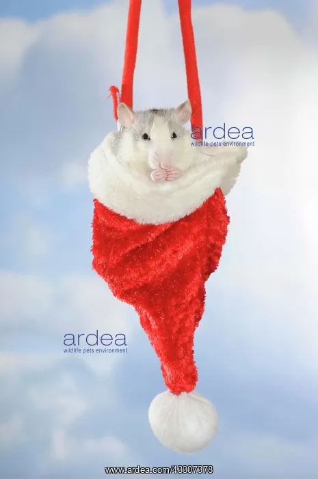 : Fancy Rat, husky coloured, sitting in a hanging : Fancy Rat, husky coloured, sitting in a hanging