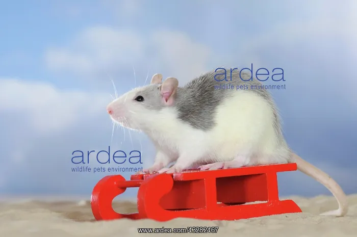 : Fancy Rat, husky coloured, sitting on a red mini : Fancy Rat, husky coloured, sitting on a red mini