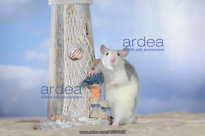 : Fancy Rat, husky coloured, supporting itself against : Fancy Rat, husky coloured, supporting itself against