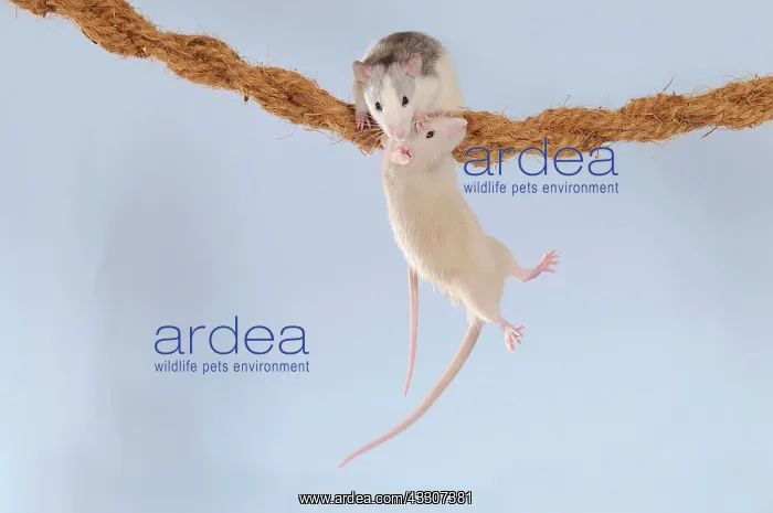 : Fancy Rats, husky and cream coloured, climbing on : Fancy Rats, husky and cream coloured, climbing on
