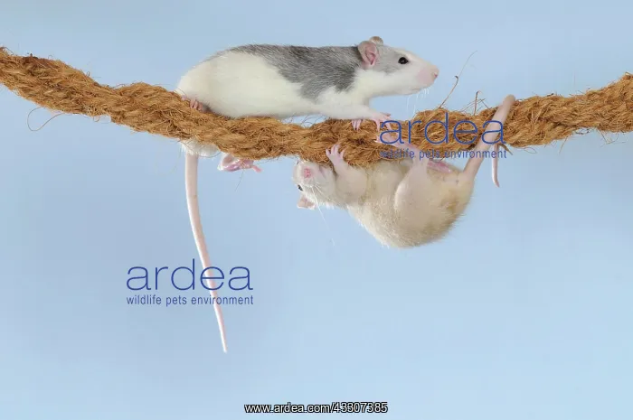 : Fancy Rats, husky and cream coloured, climbing on : Fancy Rats, husky and cream coloured, climbing on