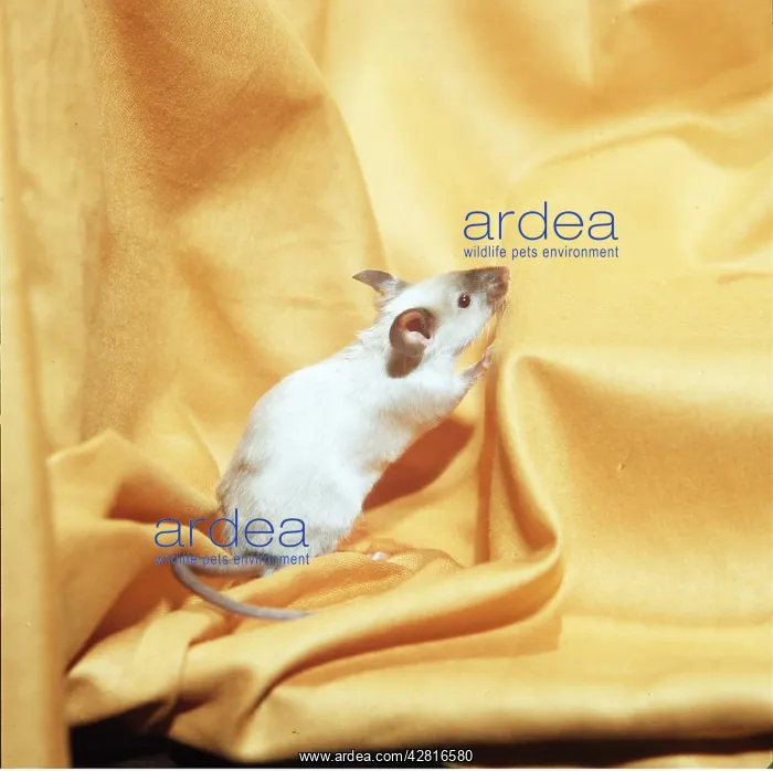 : FANCY SEAL-POINT MOUSE : FANCY SEAL-POINT MOUSE