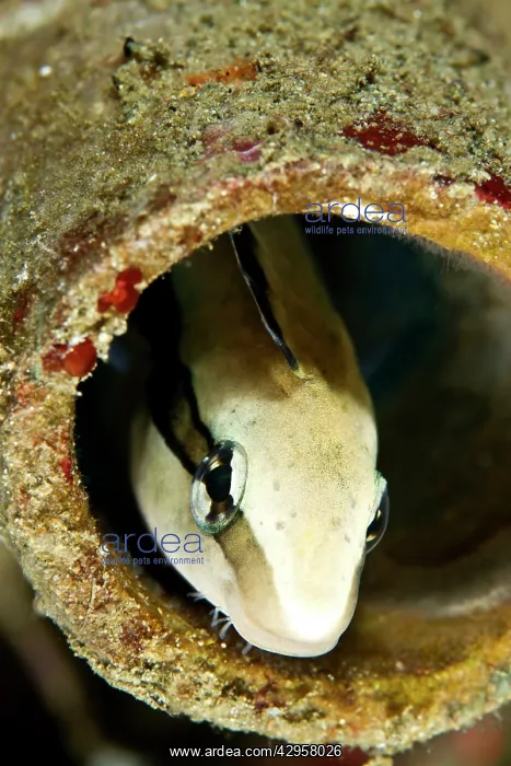  : Fangblenny