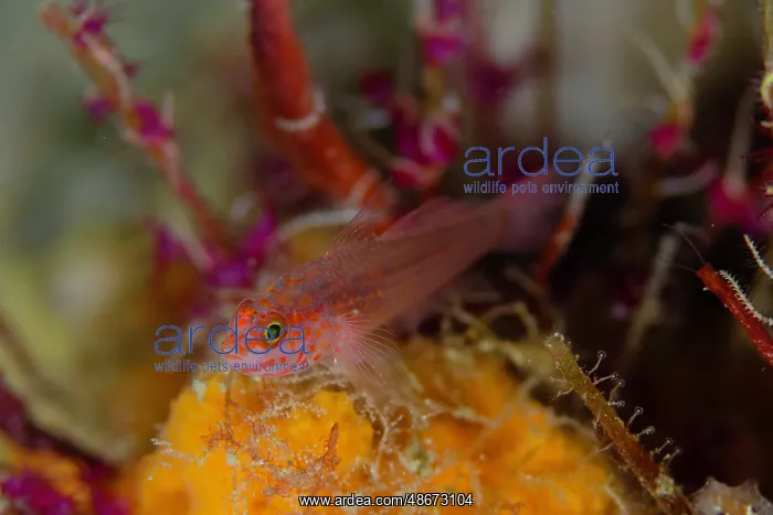 : Fang's Dwarfgoby - Plateau dive site, Balbulol Island : Fang's Dwarfgoby - Plateau dive site, Balbulol Island