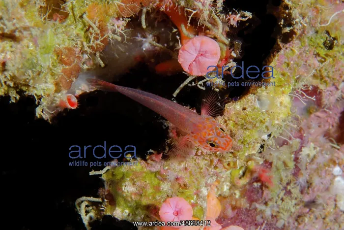 : Fang's Dwarfgoby - Two Tree Island dive site, Sagof, Misool : Fang's Dwarfgoby - Two Tree Island dive site, Sagof, Misool