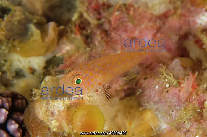 : Fang's Dwarfgoby Yellow Wall of Texas dive site : Fang's Dwarfgoby Yellow Wall of Texas dive site
