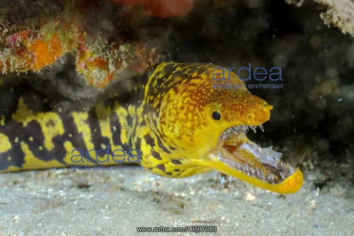 : Fangtooth moray (Enchelycore anatina) with open : Fangtooth moray (Enchelycore anatina) with open