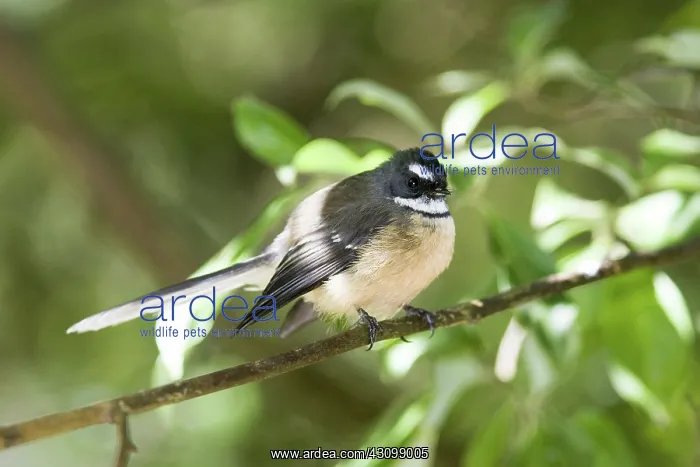 : Fantail (Rhipidura fulignosa), native to New Zealand, resting on a branch : Fantail (Rhipidura fulignosa), native to New Zealand, resting on a branch