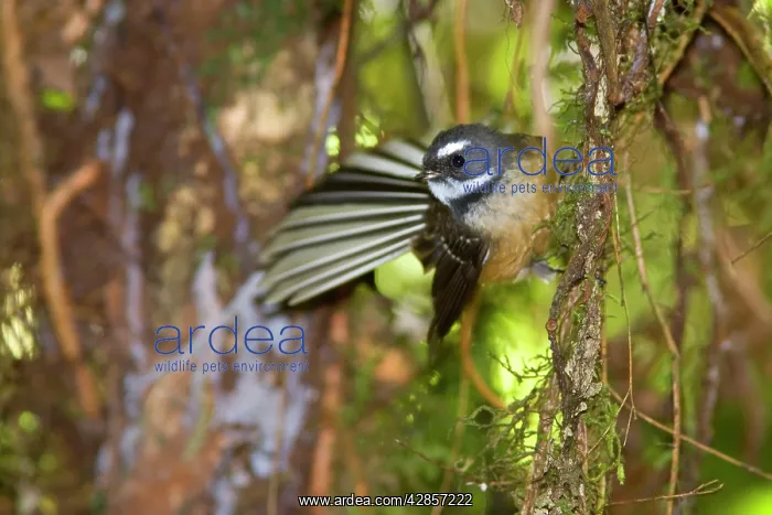 : Fantail - adult clinging to roots in the undergrowth : Fantail - adult clinging to roots in the undergrowth