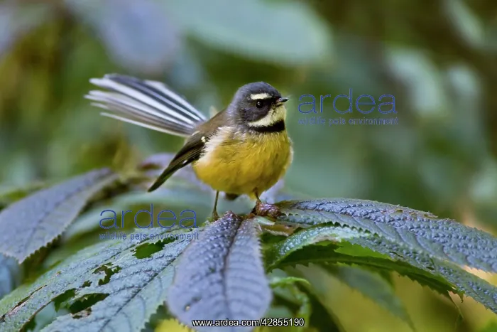 : Fantail - adult sits on a plant in the undergrowth : Fantail - adult sits on a plant in the undergrowth