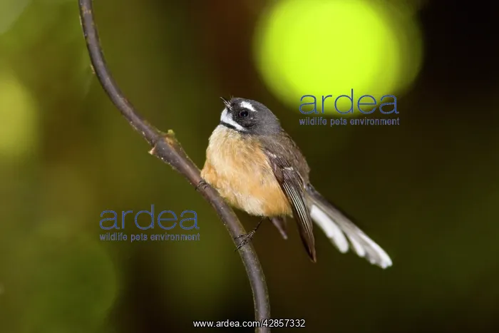 : Fantail - adult sitting on a supplejack root in : Fantail - adult sitting on a supplejack root in
