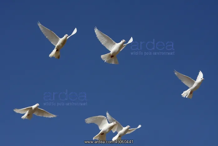 : Fantail flying Ile de Porquerolles France : Fantail flying Ile de Porquerolles France