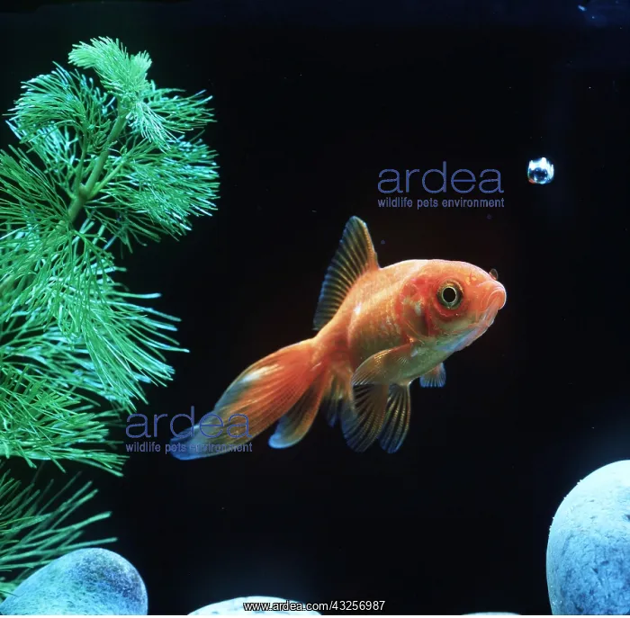 : FANTAIL GOLDFISH : FANTAIL GOLDFISH