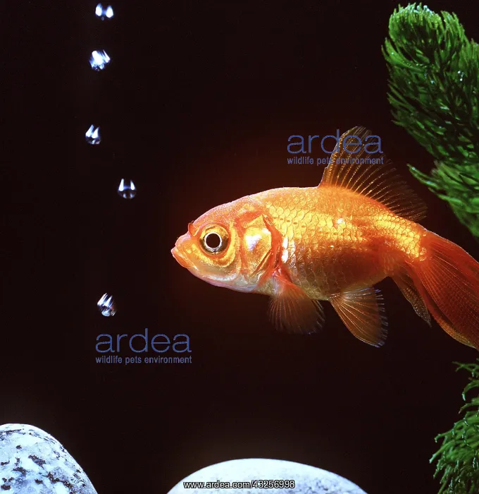 : FANTAIL GOLDFISH : FANTAIL GOLDFISH