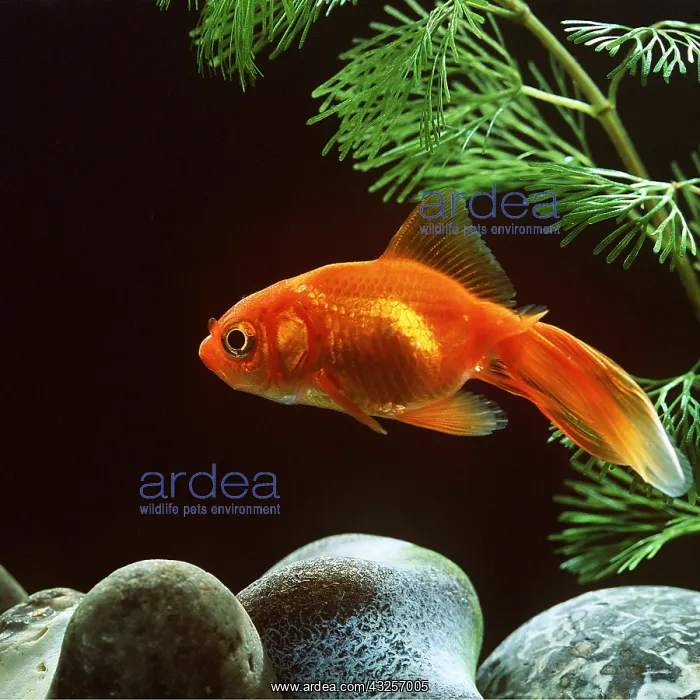 : FANTAIL GOLDFISH : FANTAIL GOLDFISH