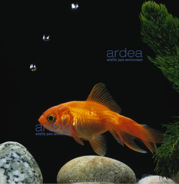 : Fantail GOLDFISH : Fantail GOLDFISH
