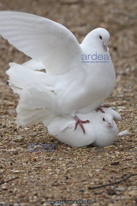 : Fantail mating on ground Ile de Porquerolles France : Fantail mating on ground Ile de Porquerolles France