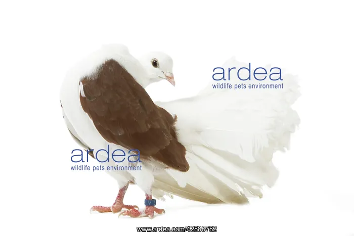  : Fantail Pigeon