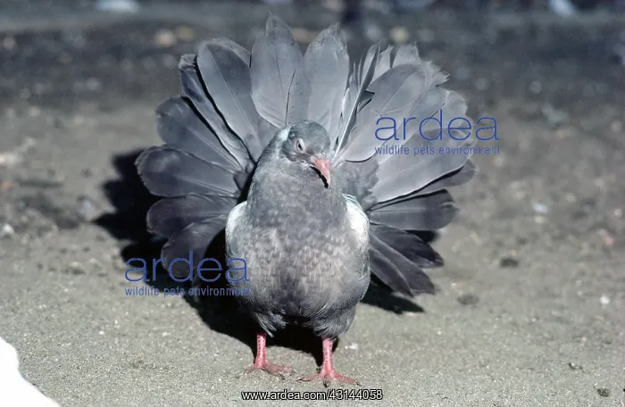 : Fantail Pigeon : Fantail Pigeon