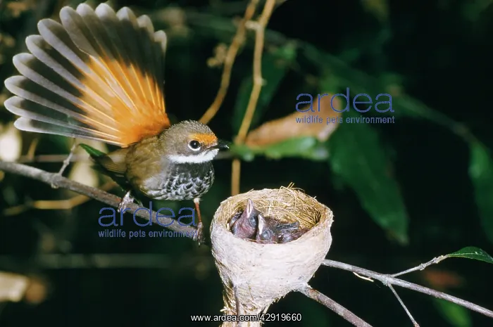 : Fantail Rufous - with newborn in nest : Fantail Rufous - with newborn in nest