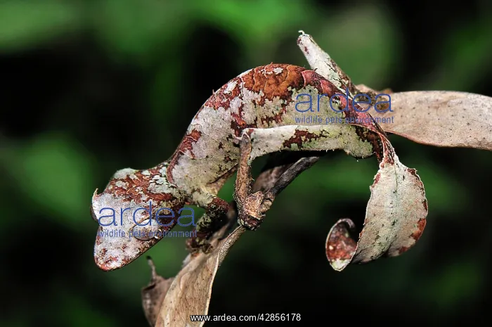 : Fantastic Leaf-tailed Gecko / Satanic Leaf-tailed Gecko : Fantastic Leaf-tailed Gecko / Satanic Leaf-tailed Gecko