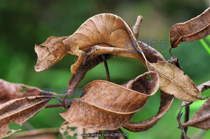 : Fantastic Leaf-tailed Gecko / Satanic Leaf-tailed Gecko : Fantastic Leaf-tailed Gecko / Satanic Leaf-tailed Gecko