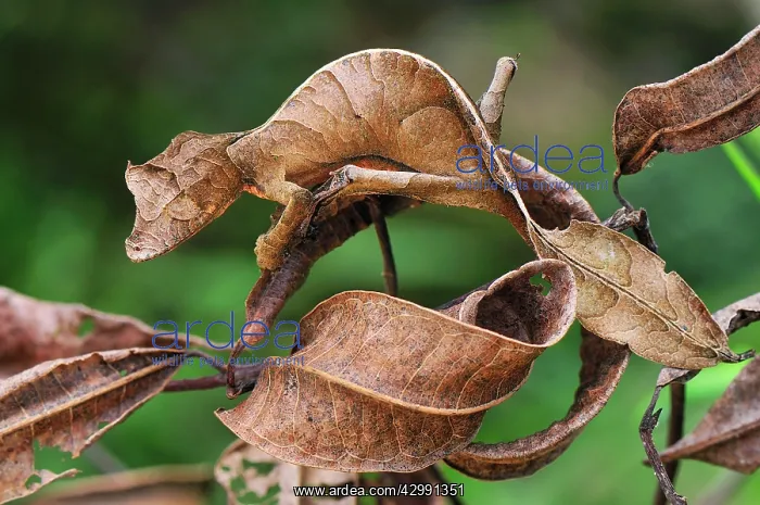 : Fantastic Leaf-tailed Gecko / Satanic Leaf-tailed Gecko : Fantastic Leaf-tailed Gecko / Satanic Leaf-tailed Gecko