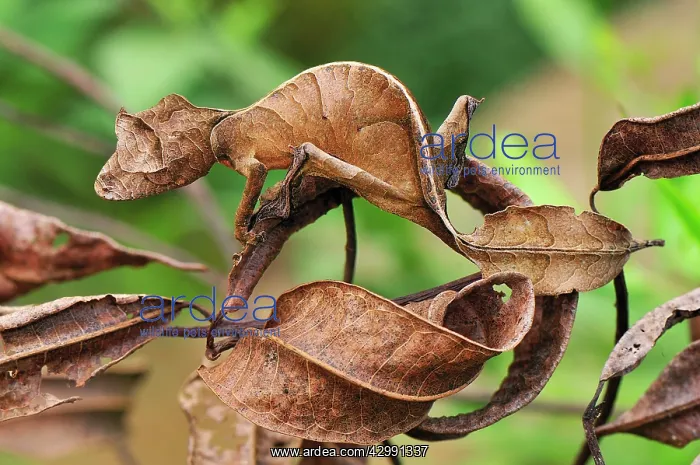 : Fantastic / Satantic Leaf-tailed Gecko : Fantastic / Satantic Leaf-tailed Gecko