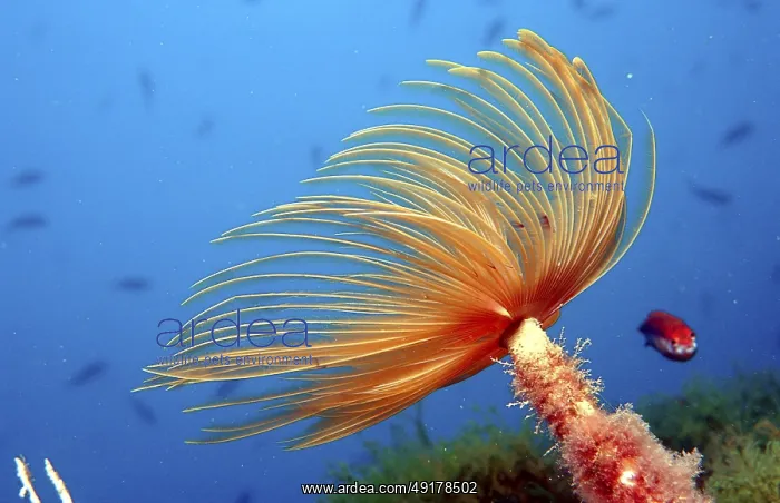 : Fanworm, Costa Brava, Spain (Spirographis spallanzanii) (Sabella spallanzanii) : Fanworm, Costa Brava, Spain (Spirographis spallanzanii) (Sabella spallanzanii)