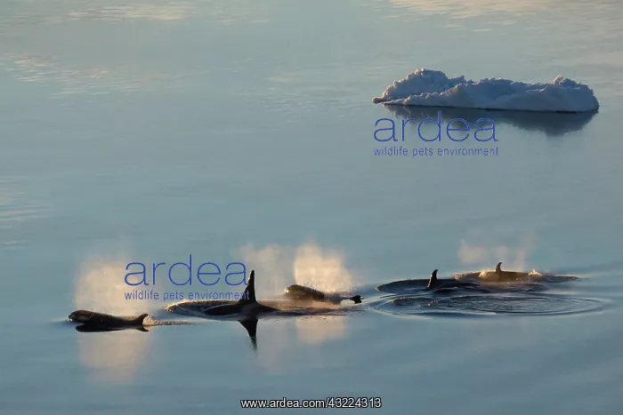 : Far East Coast of Antarctica, Cooperation : Far East Coast of Antarctica, Cooperation
