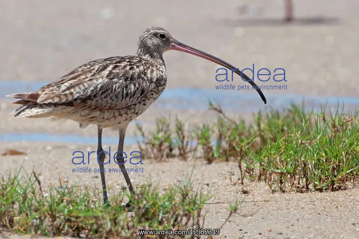 : Far Eastern Curlew : Far Eastern Curlew