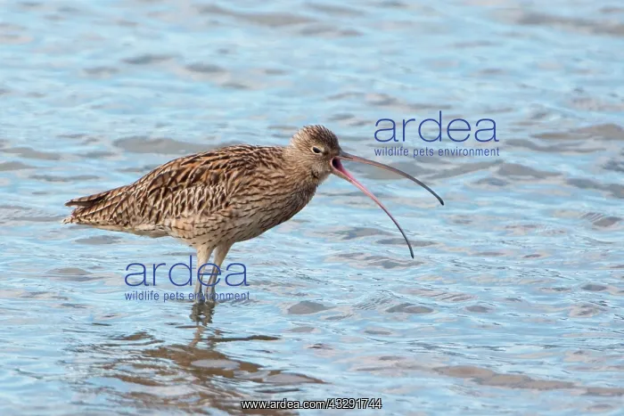 : Far Eastern Curlew - yawning : Far Eastern Curlew - yawning