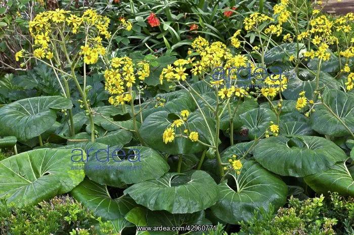: Farfugium japonicum - loosely clump-forming perennial : Farfugium japonicum - loosely clump-forming perennial
