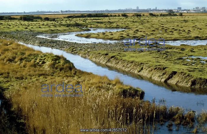 : Farlington Marshes : Farlington Marshes