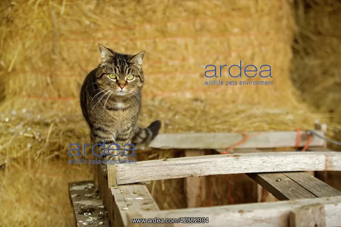  : Farm cat - in barn