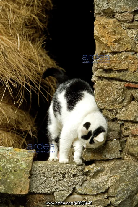  : Farm cat - rubbing against wall