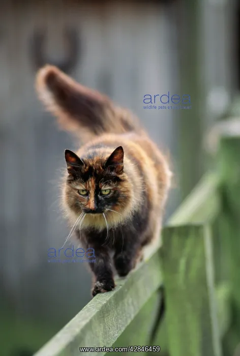  : FARM CAT - Walks on wooden fence