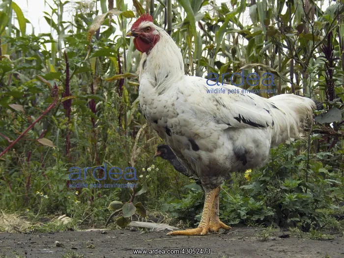 : Farm cock in Casarpamba village Imbabura Ecuador : Farm cock in Casarpamba village Imbabura Ecuador