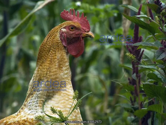 : Farm cock in Casarpamba village Imbabura Ecuador : Farm cock in Casarpamba village Imbabura Ecuador