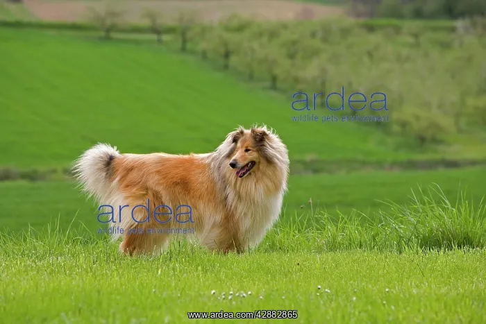  : Farm dog - in field