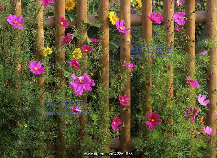 : Farm garden - Common Cosmos and sunflowers (Helianthus : Farm garden - Common Cosmos and sunflowers (Helianthus
