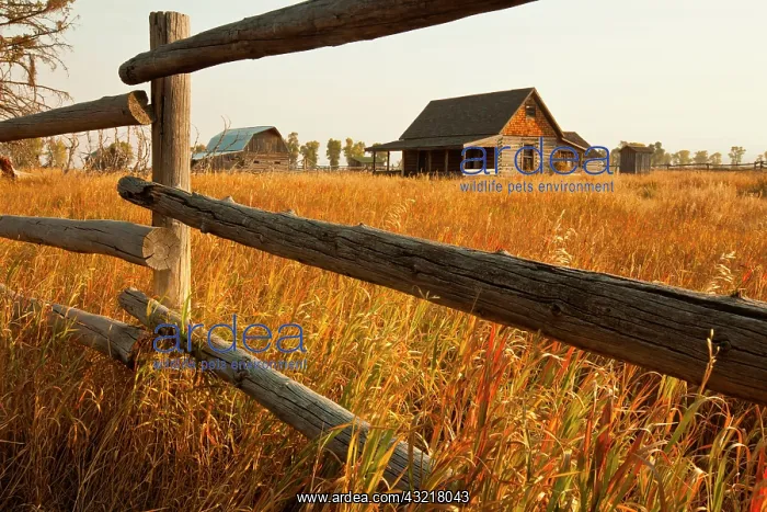 : Farm house and rail fence in Grand Teton : Farm house and rail fence in Grand Teton
