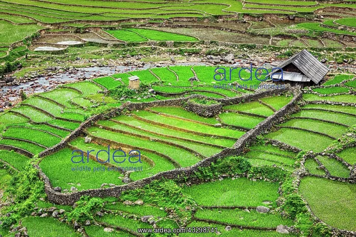 : Farm shed in rice field terraces. Near Sapa, Vietnam, Asia : Farm shed in rice field terraces. Near Sapa, Vietnam, Asia