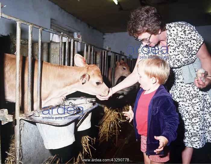  : FARM VISIT - feeding calf